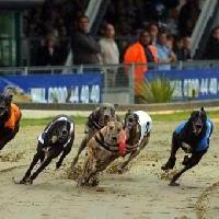 Greyhound Stadium